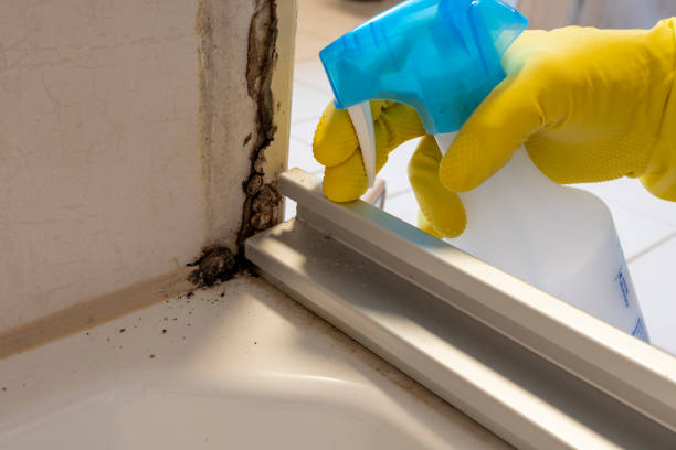 Best Black Mold Removal  in Yulee, FL