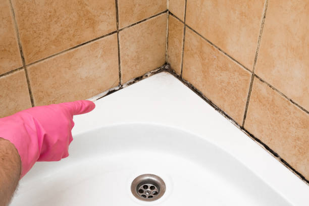Best Black Mold Removal  in Yulee, FL